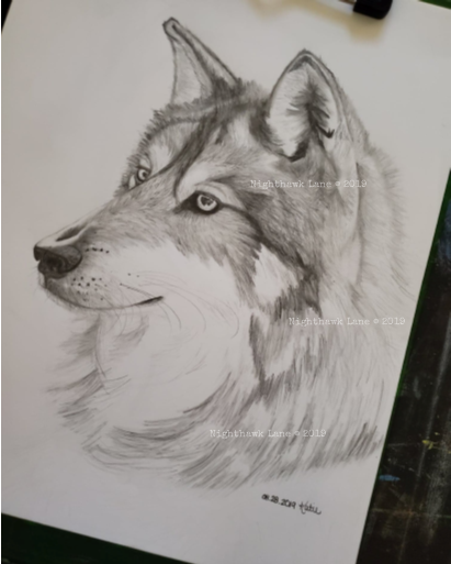 Grey wolf graphite sketch