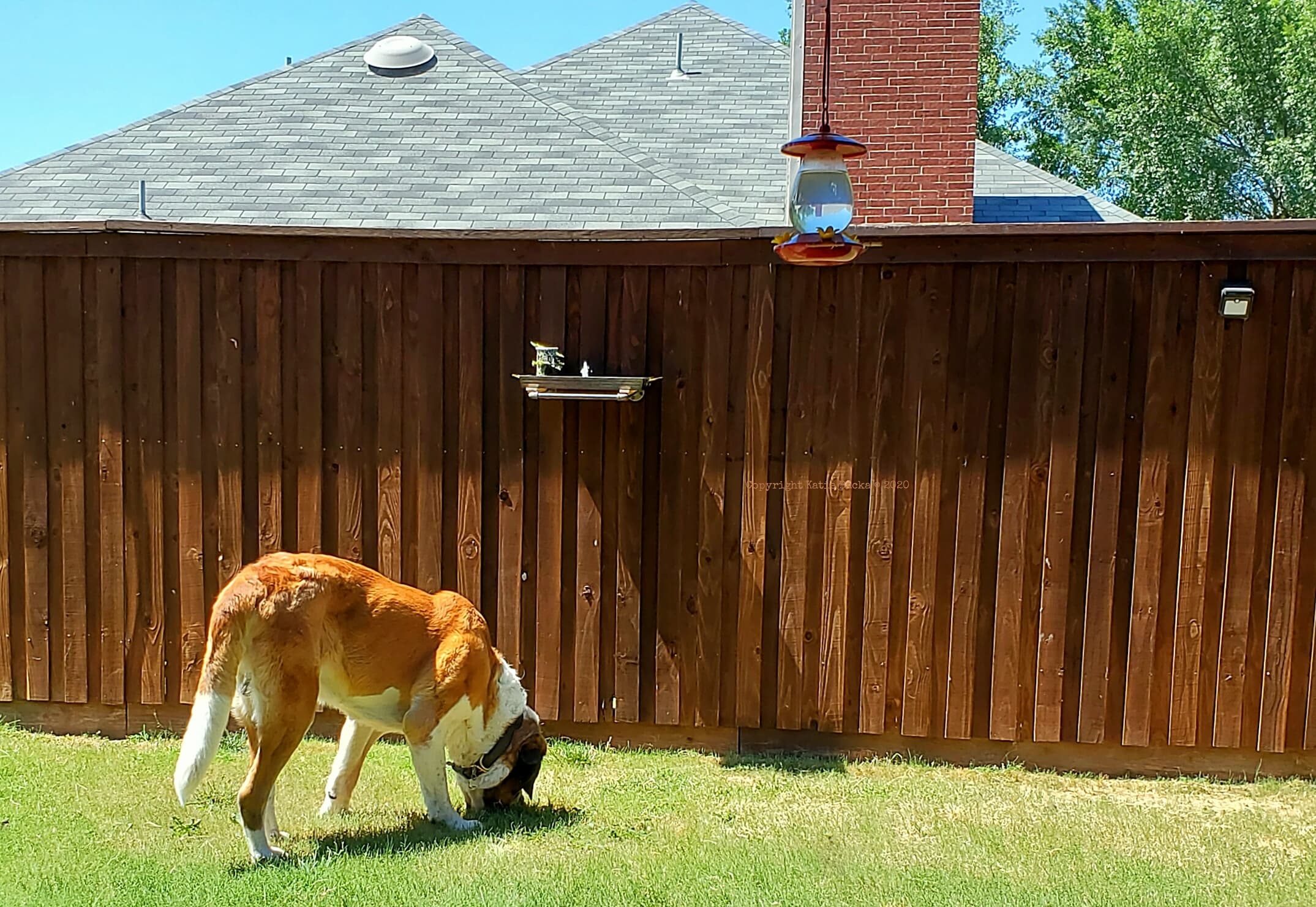 Birdbath mounted on the fence above a dog