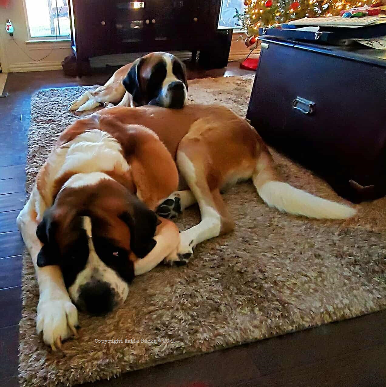 Our Saint Bernards laying in the living room together